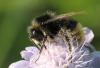 Bombus lapidarius